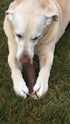 Small, Whole, Twin Pack – Grade A Premium Elk Antler Dog Chews for 20 to 25 lb Dogs, Naturally Shed, NO Odor, NO Mess,