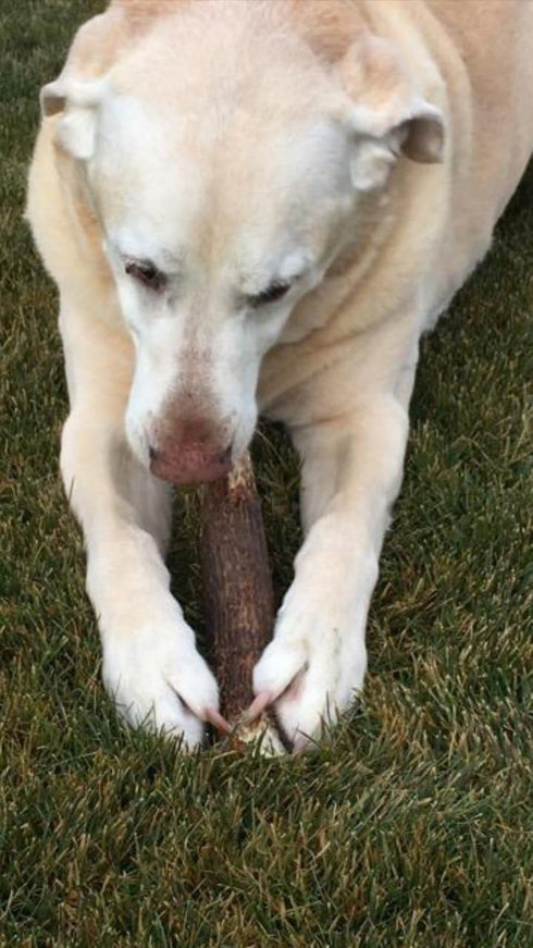 Large Antler Chew, Whole, Single Pack, All Natural Premium Grade A, L=6-10”, Made in The USA
