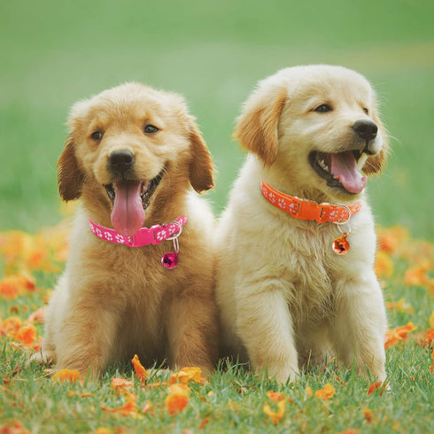 Puppy Collars with Bell, Adjustable Litter Collars for Newborn Pets, Set of 19