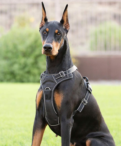 Dog Harness, Large, Black