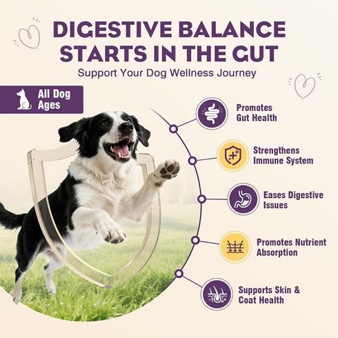 200pcs Immunity Probiotics for Dogs Dog Probiotics for Digestive Health Digestive Enzymes and Prebiotic, Probiotic