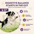 200pcs Immunity Probiotics for Dogs Dog Probiotics for Digestive Health Digestive Enzymes and Prebiotic, Probiotic
