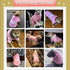 Security Dog Hoodies, Winter Sweatshirt for Small, Medium, Large Dogs & Cats, Cotton, Pink, XXL