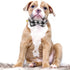 KUDES 2 Pack Adjustable Small Dog Collar Breakaway and Bandana Set with Bell, Black Plaid, S(9.8"-14")