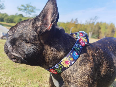Heavy Duty Nylon Adjustable Martingale Dog Collar for Walking Training, Medium Large Dogs, Gold