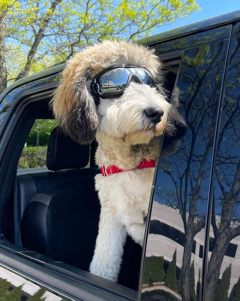 NAMSAN Dog Goggles, Anti-UV Sunglasses for Medium to Large Breeds, Windproof Eye Protection, Black