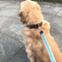 Soft Cotton Web Dog Leash, Basic Training Walking Lead, 5FT Long, 3/4 Inch Wide (Blue)