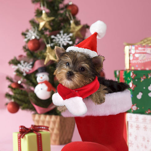NAMSAN Cat Santa Hat Scarf, Small Dog Christmas Costume with Red Muffler for Kitten, Doggy, Rabbit Decoration