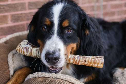 12 7 Pack, Top Dog Chews Roasted Beef Trachea Dog Chews American, All Natural, Single Ingredient Dog Treat, Promotes