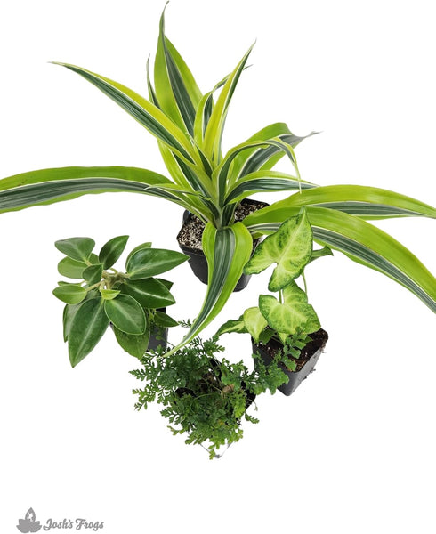 18x18x25 Josh's Frogs Crested Gecko Vivarium Plant Kit