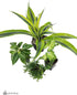 18x18x25 Josh's Frogs Crested Gecko Vivarium Plant Kit
