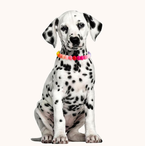 Pearl Collar Beaded Dog Collar, Handmade Fancy Collar with Bell Necklace Jewelry for Small Dogs Puppy (12"+2", Without
