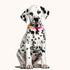 Pearl Collar Beaded Dog Collar Handmade Fancy Dog Collar with Bell Necklace Jewelry for Small Dogs Puppy (16"+3", Without Bell)