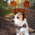 PET SHOW 10pcs Halloween Small Dog Bow Ties for Medium Dogs, Detachable Bowties with Elastic Bands