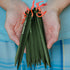 Gold Armour Heavy Duty Tent Stakes - 12 Pack Lightweight Camping Pegs for Outdoor Tent and Tarp