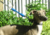 BUNGEE DOG LEASH EXTENSION – Patented Shock Absorber Attachment for Any Leash & Collar or Harness