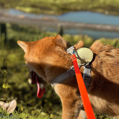 Dog Training Long Leash, Waterproof Heavy Duty Outdoor Recall Lead, 10ft 15ft 20ft 30ft 50ft, Orange (15FT)