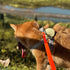 Dog Training Long Leash, Waterproof Heavy Duty Outdoor Recall Lead, 10ft 15ft 20ft 30ft 50ft, Orange (15FT)