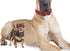 Max and Neo MAX Reflective Metal Buckle Dog Collar - X-LARGE, BLUE, We Donate a Collar for Every Sold