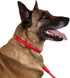 CollarDirect Rolled Leather Dog Collar, Soft Padded Round Puppy Collar, Handmade Genuine Leather, 6-7 Inch, Red Textured