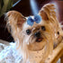 SXYYDSG 6 Pcs Hair Bows and Headbands for Chicken, Costumes for Chickens, Easter, Holiday, Creative Gift for Chicken
