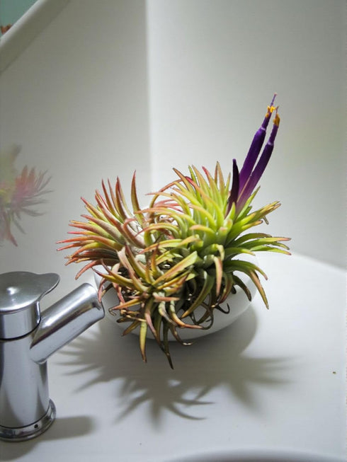 5 Pack Rainforest Grown Assorted Air Plants - Live Tillandsia - Easy Care House Plants - Air Succulents, House Plant