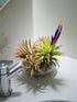 5 Pack Rainforest Grown Assorted Air Plants - Live Tillandsia - Easy Care House Plants - Air Succulents, House Plant