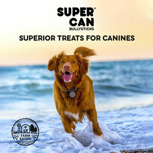 6" (10pc) 100% SUPERCAN BULLYSTICKS Braided Beef Bully Sticks for Small Medium Large Dogs - Natural Dog Chews - Long