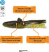 2.75 Inch Savage Gear NED Goby Fishing Lure - Soft Bait
