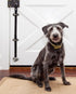 Housetraining Communication Friends Forever Dog Doorbell for Bathroom Potty Training, Adjustable Nylon Strap Length