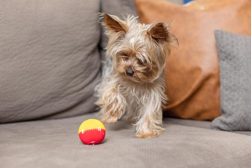 Pet Qwerks Animal Sounds Babble Ball, Chew Dog Toy, Small