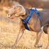 TRUE LOVE Dog Harness No Pull, Adjustable Comfortable Control Step-in Pet Harness in Brilliant Royal Blue Colors