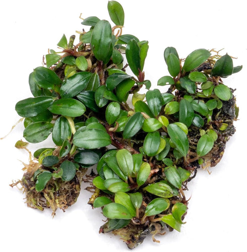 SubstrateSource Bucephalandra Mini Coin Live Aquarium Plant - Natural Freshwater Fish Tank