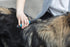 TRIXIE Pet Universal Grooming Rake for Cats and Dogs, 7" (18cm) - Removes Mats and Tangles