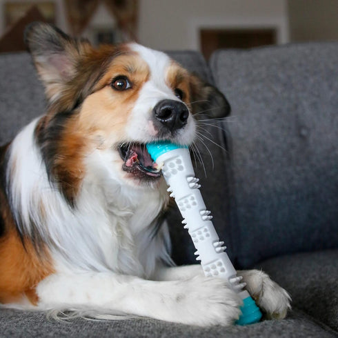 Messy Mutts Totally Pooched Chew n' Squeak Stick, Small 8.5” Durable TPR Dog Toy with Squeaker, Grey/Teal