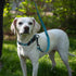 Voyager Reflective Dog Leash, Neoprene Handle, 5ft Long, Supports Small Medium Large Breed Puppies, Baby Blue