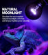 2Pack 100W Bulb E26/E27 REPTI ZOO Reptile Heat Lamp Reptile Night Heat Night Heat Lamp Without UVA for Turtle Bearded
