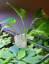 joqepy 2 3-Hole Pk Upgraded Aquarium Plant Holder, Hanging Aquarium Plant Holder with Clip, Suitable for Fish Tank