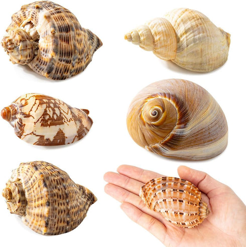 BAIHILIU 6PCS Large Hermit Crab Shells, Natural Sea Conch Shell Size 2.8" -