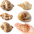 BAIHILIU 6PCS Large Hermit Crab Shells, Natural Sea Conch Shell Size 2.8" -