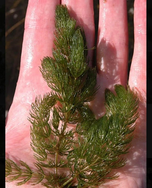 2 1 Marcus Fish Tanks Hornwort Coontail Ceratophyllum Easy Live Aquarium Plant Oxygenating Pond Plant Buy GET Extra