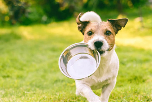 HB Pet Feeder Stainless Steel Dog Bowls Replacement, 8.25" Diameter, 2.8" Height for Raised Feeders (Double Pack)