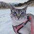 Best Pet Supplies No Pull Harness - All Weather Mesh, Reflective for Small, Medium Dogs, Cats - Pink/Black Trim, XXS