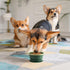 Collapsible Dog Bowl with Non Skid Suction Base, 100% Pure Silicone Foldable Water Bowl, 350mL