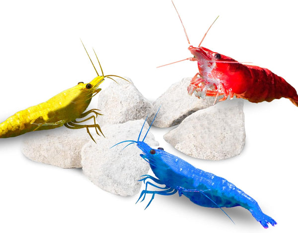 Calcium Rocks for Shrimps, Enhances Pet Color, Provides Hideout, Beneficial for Shedding, 1.7 oz. (50g)