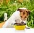 3 Collapsible Silicone Dog Bowls, Foldable Expandable Cup Dish for Small Pet Cat Food Water Feeding, Portable Travel