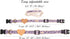 Pettsie Dog Heart Collar & Matching Friendship Bracelet - Adjustable Durable Hemp for Small & Medium Dogs