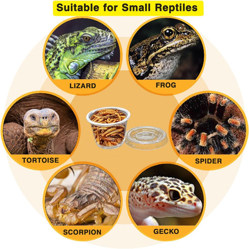 Small Reptile Food Plastic Replacement Cup, 1 oz Worm Water Dish Feeder for Tortoise, Lizard, Bearded Dragon