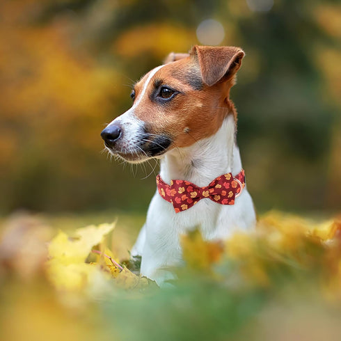 Maca Bates Fall Dog Collar with Bow Tie for Dogs, Adjustable Breakaway Collars with Autumn Leaves, Birthday Gift for