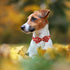 Maca Bates Fall Dog Collar with Bow Tie - Adjustable Breakaway Collars for Small Medium Large XL Dogs (Autumn Leaves)